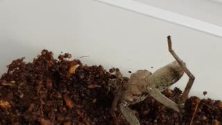 Two Legged Spider Gets a Snack