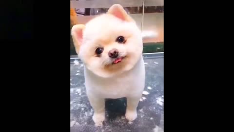 Cute and funny pets