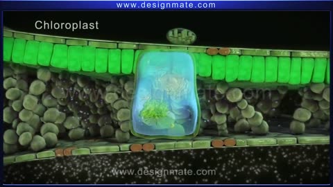 HOW PHOTOSYNTHESIS TAKES PLACE IN PLANTS & PROCESS OF PHOTOSYNTHESIS (ANIMATED)