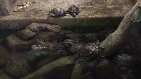 Turtles at the crocodile