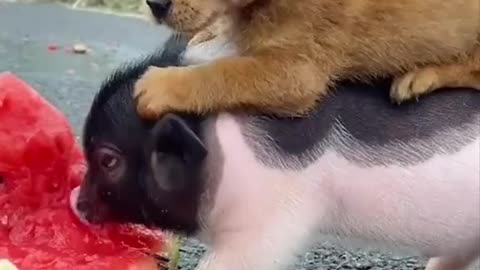 Cute dog funn with pig