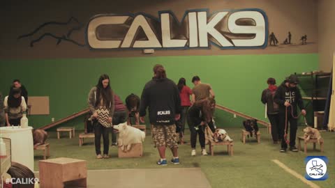 Modern Dog Training -The Best and Advanced Leadership System for Dogs - Cali K9® in San Jose, CA