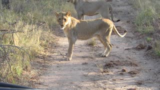 Lions Versus Honey Badgers