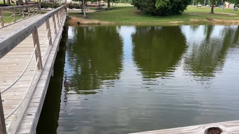 Bluebirds Flying Under Dock