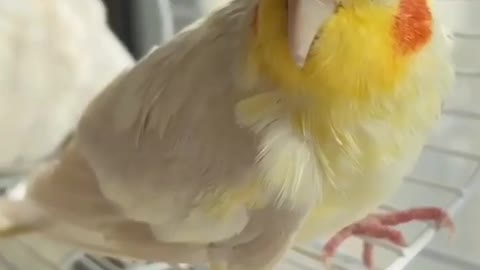 Smart Parrots and cute birds_ Satisfyinghat_ Original Satisfying Videos PART - 1