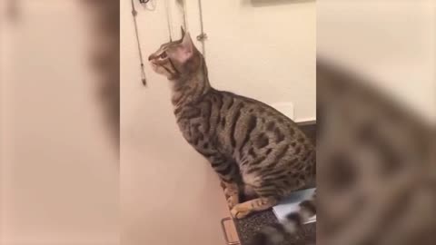 Smart Cat jumps to open the door