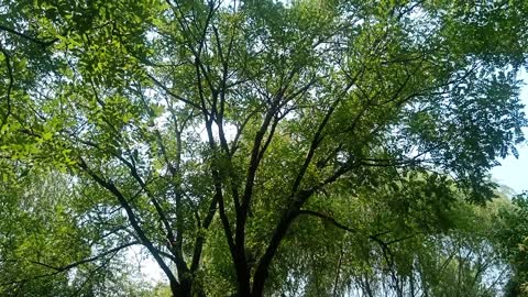 This tree is so tall, it's full of fruit