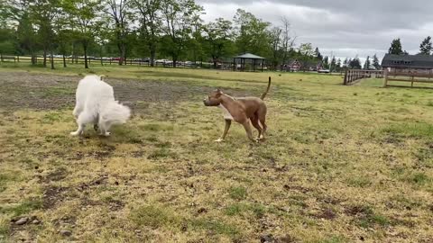 Dogs fight between Pitbull and German Shepherd.