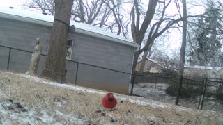 Neighborhood cardinal eating some corn