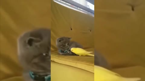 the cute cat playing with the cute lovebirds