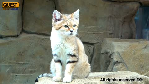 Sand Cats Endearing Desert