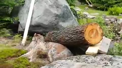 Yanking A Cherry Log