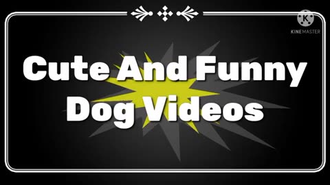 Funny Dog Video