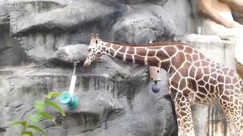 Adorable Giraffe Playing with His Favorite Toy!