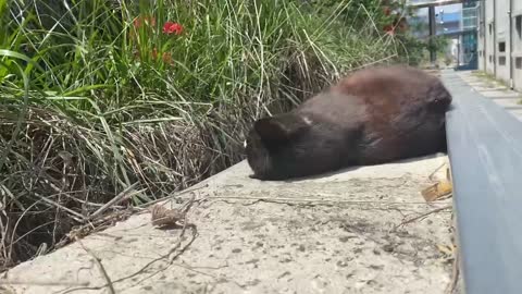 a cat enjoying a drowsy afternoon