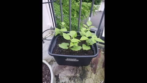 Bean bucket on the Deck