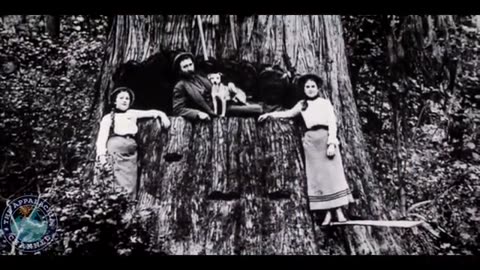 American Chestnut When Giants Roamed Appalachia The Story of The Chestnut