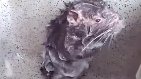Intelligent rat taking shower by himself