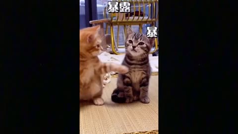 OMG So Cute Cats ♥ Best Funny Cat Videos 2021