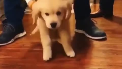 Cute Puppy/Dogs Compilation