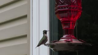 Ruby Throated Hummingbird