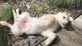 Labrador Poodle Puppy plays in the garden with his Brother before getting sleepy