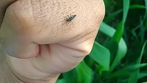 Insect attacks on wheat 🌾