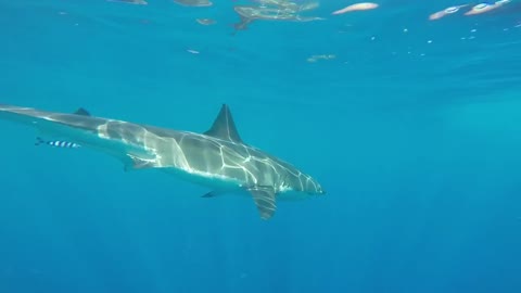 Photographers Get A Chance To Capture Footage Of 20-Foot Great White Shark