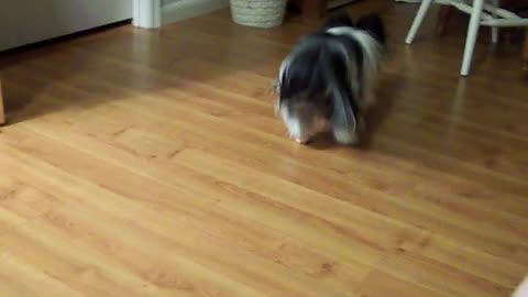 Shihtzu Puppy Playing Fetch With Her Ball