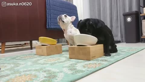 Frenchie Staring At His Besties Food