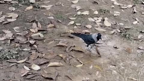 Bird Crow Short Video By Kingdom Of Awais