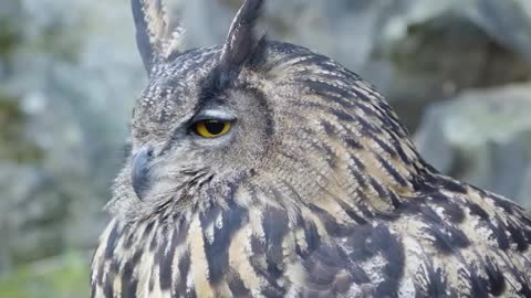 What's the difference between a long-eared owl and an owl? Fierce?