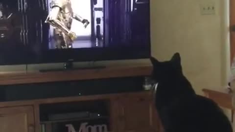 Kitty Loves Star Wars