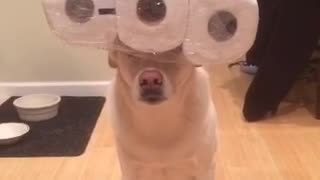 Dog Flawlessly Balances Various Household Objects On His Head