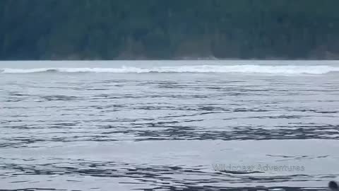 Incredible video show humpback whale breaching near kayakers