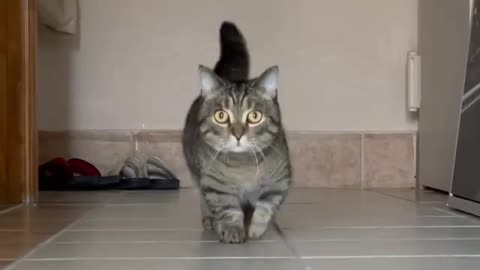 My cat performing a catwalk