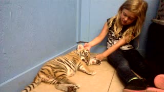 Little Girl Kisses A Baby Tiger