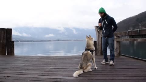 Dressage - Séance éducation Husky Sibérien - APACHE 01