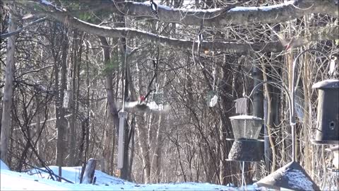 Pileated Woodpecker 02-17-2021