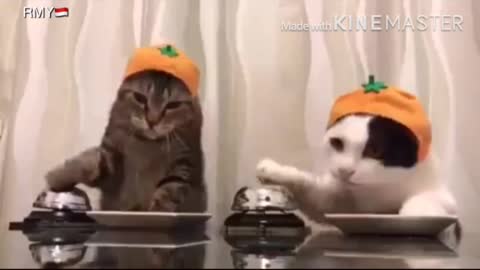 Animal_intelligent_video,_funny_way_cats_ask_for