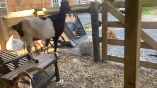 Goats Hanging Out 05.2021