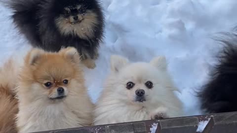 Puppies in the Snow