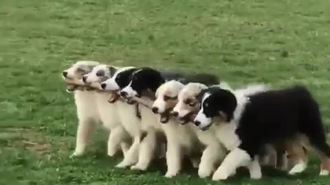 cute puppies playing with stick