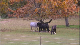 Beautiful horses in the fall