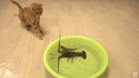 Japanese spiny lobster vs Cat 猫vs伊勢海老