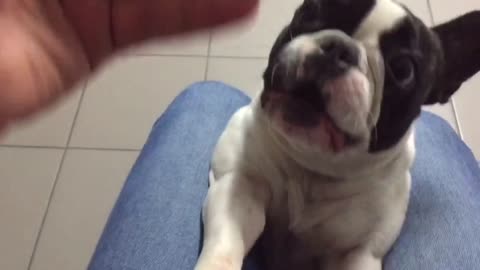 Owner teases pup big time and pup tries to bite him. Who will win?