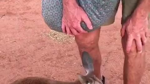 Kangaroos Meet Each Other
