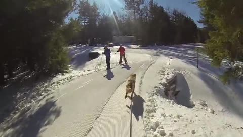 Skijoring with a sweet Golden Retriever