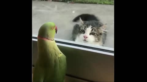 Funny Pets | Funny Parrot | 😎😂