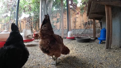 Backyard Chickens Fun Relaxing Sounds Noises Hens Roosters!